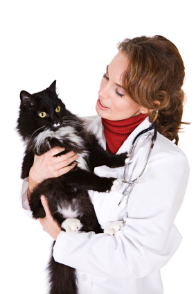 Learn about veterinary school requirements