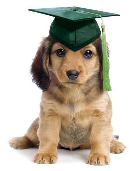 Learn about veterinary school requirements