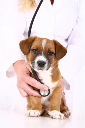 Learn about veterinary school requirements