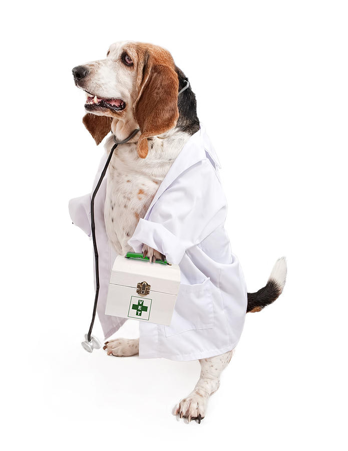 Learn about veterinary school requirements